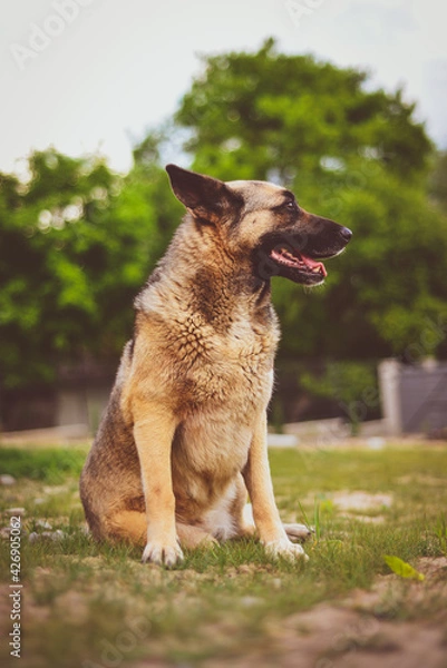 Obraz german shepherd dog sitting