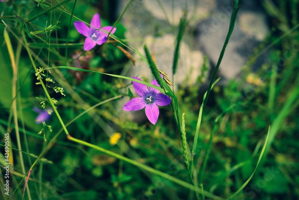 Obraz spreading bellflower