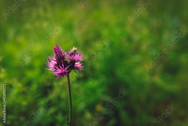 Obraz Cursed thistle