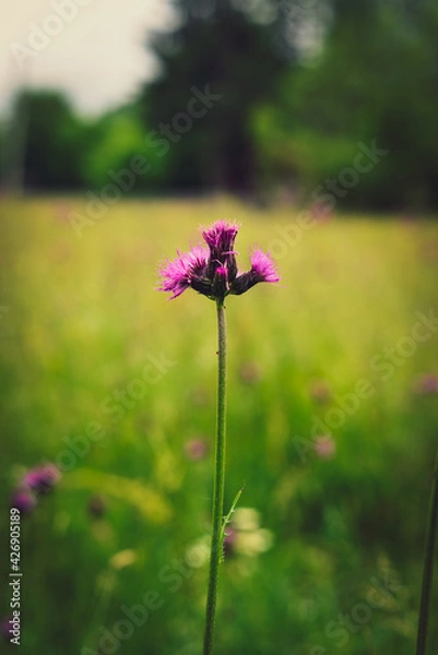 Obraz Cursed thistle