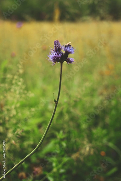 Obraz Cursed thistle