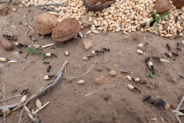 Fototapeta Ants taking wheat and the harvest