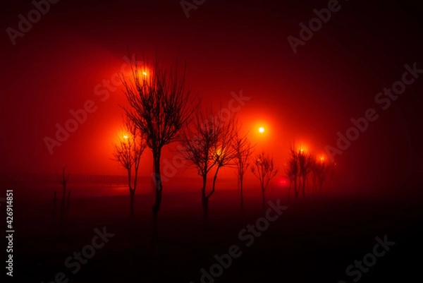 Obraz Trees along the track, in the fog, illuminated by red lights, mysticism