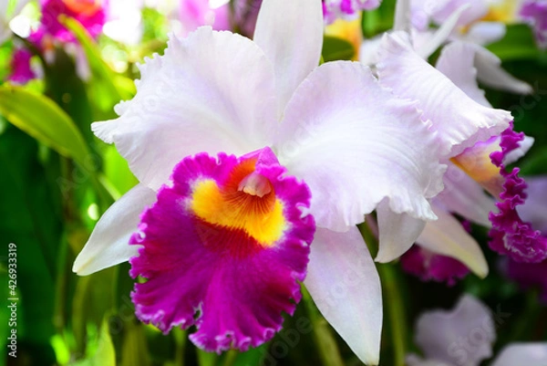 Fototapeta 洋蘭　カトレアの花