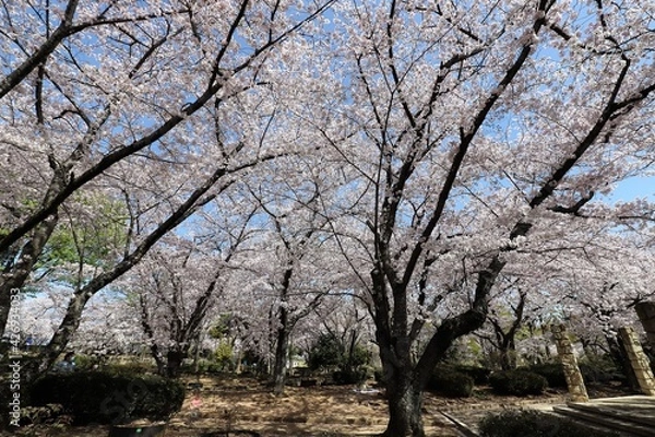 Fototapeta 姫路城　満開の桜