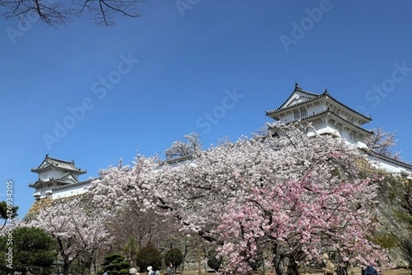 Fototapeta 姫路城　満開の桜