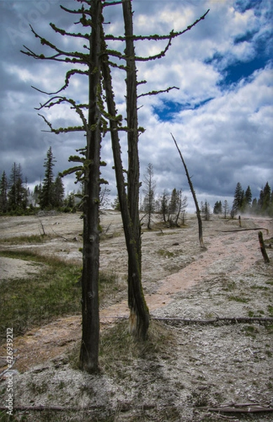 Fototapeta Silhoutted dead pine trees next to an alkaline geothermal pool runoff path at West Thumb Geyser Basin in Yellowstone National Park, Wyoming, USA, 2005.