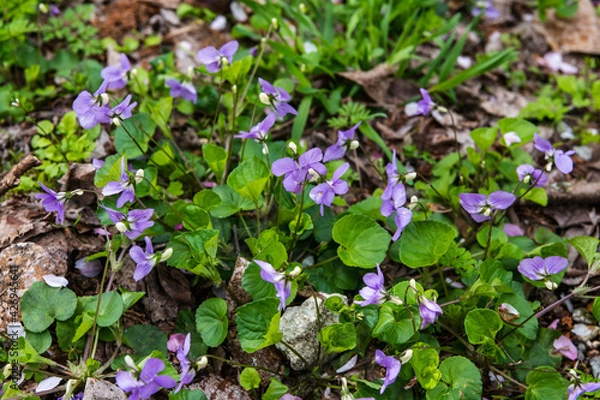 Fototapeta 林業試験場樹木公園のタチツボスミレ