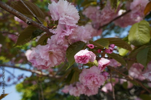 Obraz 咲きかけている八重桜