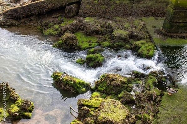 Fototapeta Duck looking at the waterfall