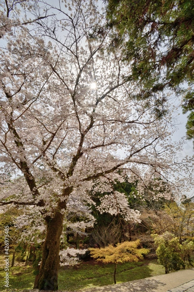 Fototapeta 奈良の桜
