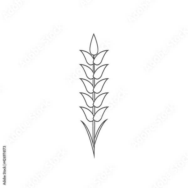 Obraz Minimalistic wheat line icon. Simple barley, weat, rice outline logo vector illustration. Linear Wheat isolated on white background. Farm and Bakery symbol