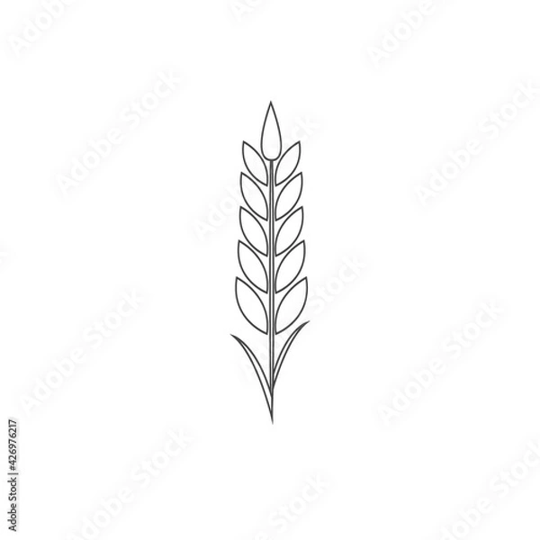Obraz Minimalistic wheat line icon. Simple barley, weat, rice outline logo vector illustration. Linear Wheat isolated on white background. Farm and Bakery symbol