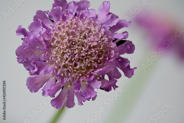 Obraz Blütenstand einer Taubenskabiose