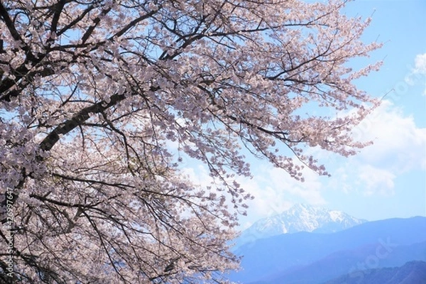 Fototapeta 桜と山