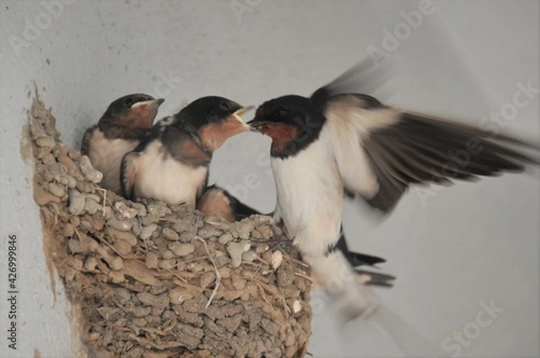 Obraz 燕の子育て