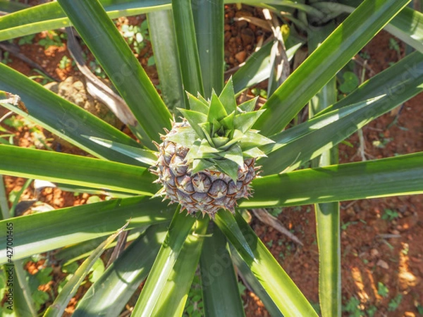 Obraz pineapple in the field
