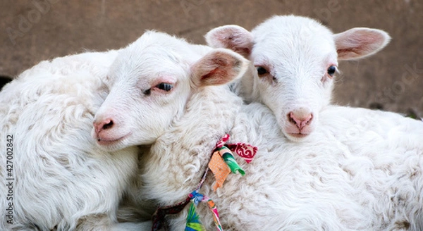 Obraz Two little white sheep (lamb)