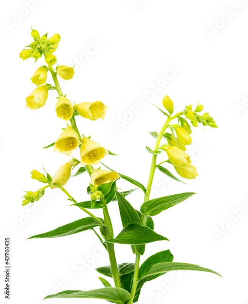 Obraz Flowering yellow foxglove