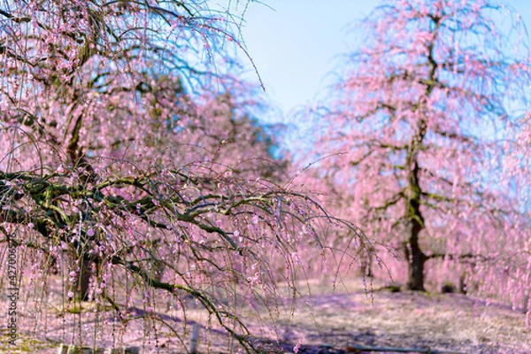 Obraz 鈴鹿の森庭園　梅