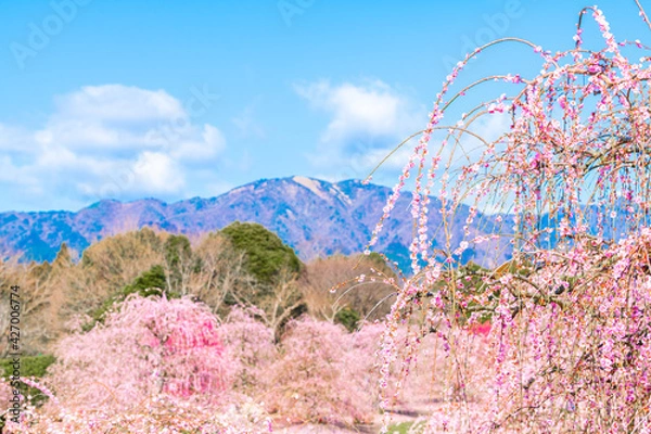 Obraz 鈴鹿の森庭園　梅