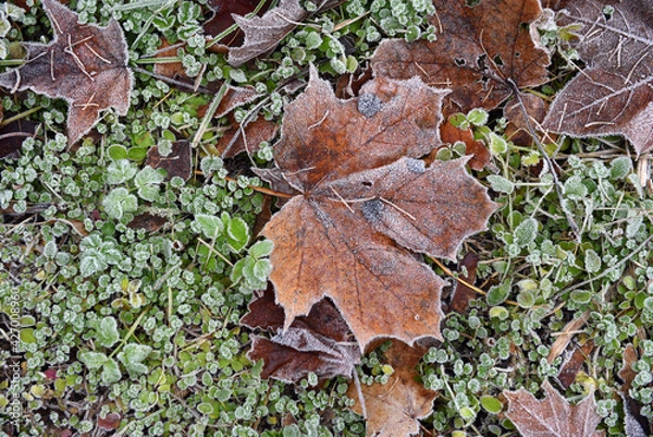 Obraz autumn maple leaf covered with frost