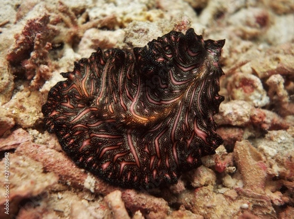 Obraz Beautiful carpet flatworm