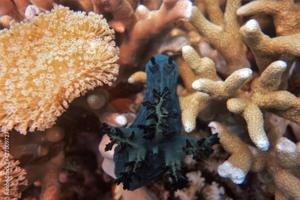 Obraz Large green nudibranch