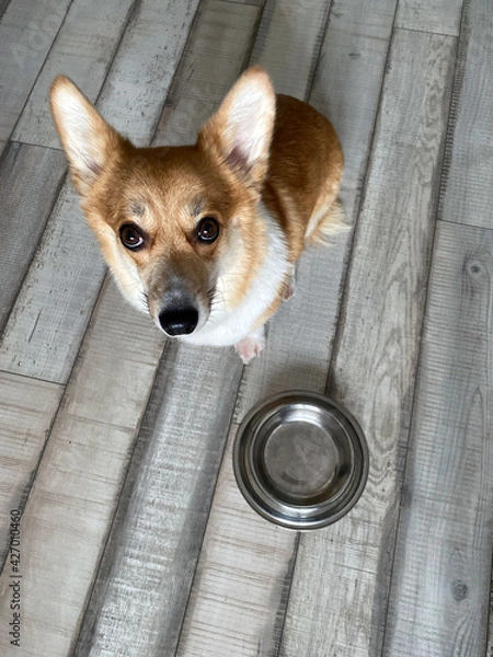 Obraz corgi dog with food bowl