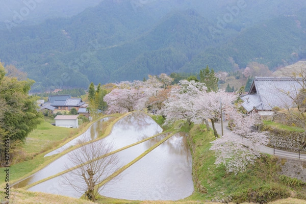 Fototapeta 津市美杉町　三多気の桜