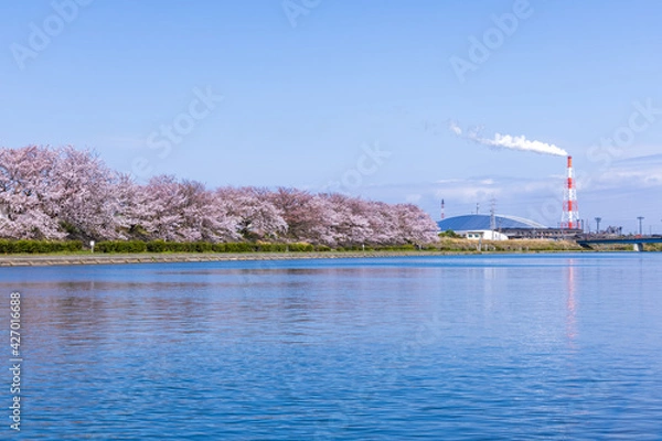 Obraz 三重県四日市市　海蔵川の桜並木3