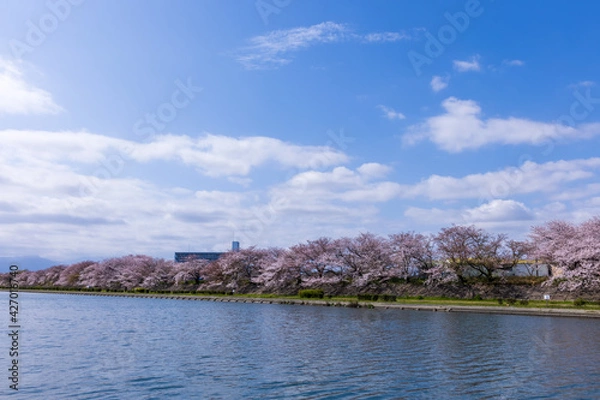 Fototapeta 三重県四日市市　海蔵川の桜並木2