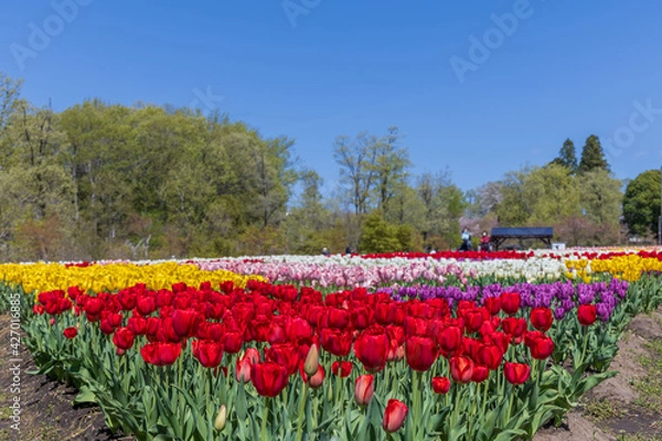 Fototapeta 岐阜県美濃加茂市　ぎふ清流里山公園　チューリップ畑2