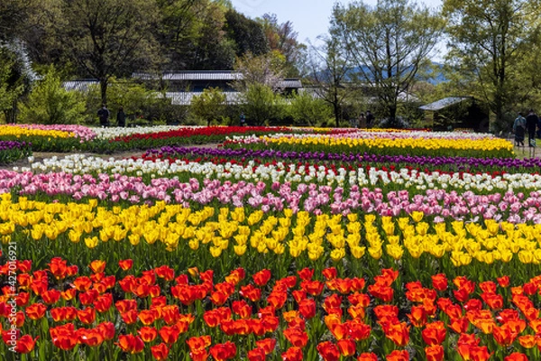 Obraz 岐阜県美濃加茂市　ぎふ清流里山公園　チューリップ畑1