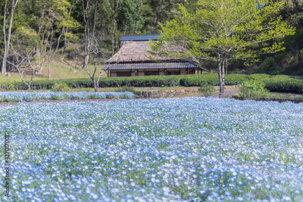 Obraz 岐阜県美濃加茂市　ぎふ清流里山公園　ネモフィラ畑と藁ぶき屋根2
