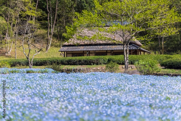 Fototapeta 岐阜県美濃加茂市　ぎふ清流里山公園　ネモフィラ畑と藁ぶき屋根1