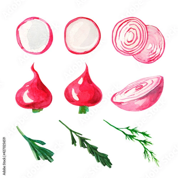Fototapeta Watercolor set with fresh vegetables and herbs on a white background. Radish, onions, dill and rosemary. Handmade food isolated. Vegan set of vegetables for design, cuisine and cafe.