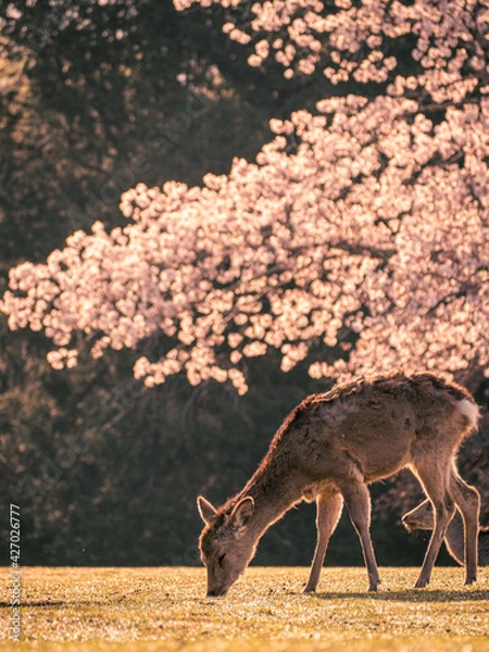 Obraz 春景色と鹿