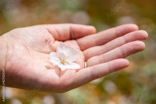 Fototapeta 結婚指輪をする女性の手と桜の花