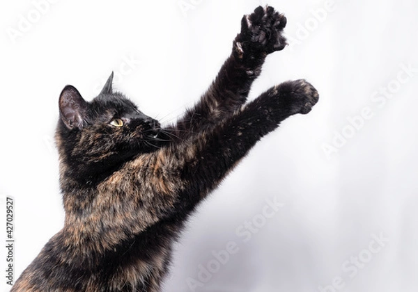 Fototapeta A tricolor cat plays on a white background, a hunter cat reaches for its prey with its paws