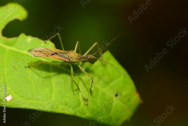 Obraz close up spıder ın the nature