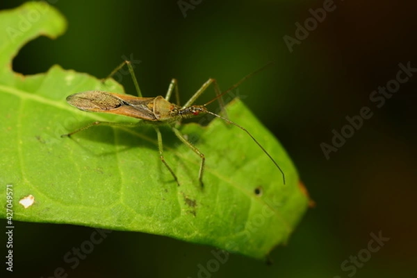 Obraz close up spıder ın the nature