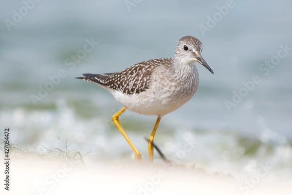 Obraz A lesser yellow legs foraging on a sandy beach on a bright sunny day 