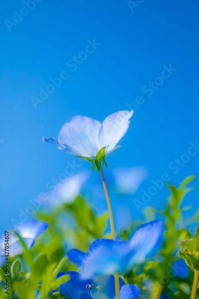 Fototapeta ネモフィラ