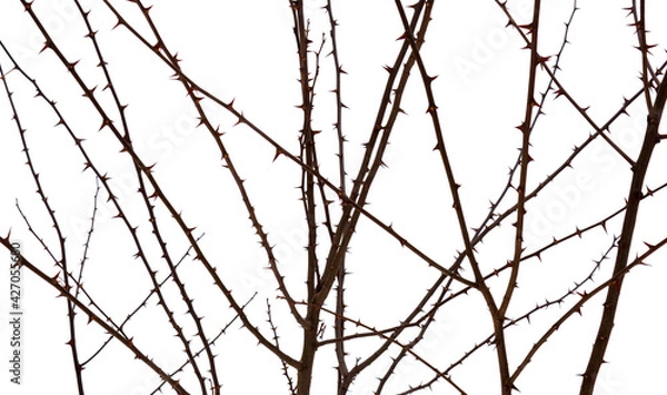 Obraz Photo of tree spines on acacia branch isolated on white background