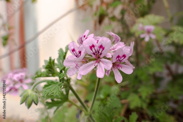 Fototapeta flower with pink or fuchsia petals in garden