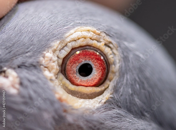Fototapeta Unique, gorgeous and colorful macro pigeon eye