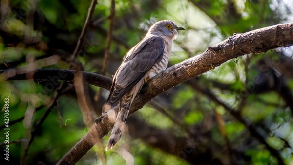 Obraz Gujarat touris