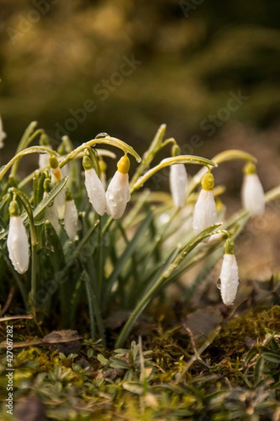 Obraz spring snowdrop flowers