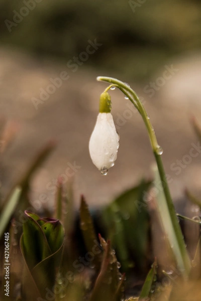 Fototapeta snowdrop flower in spring